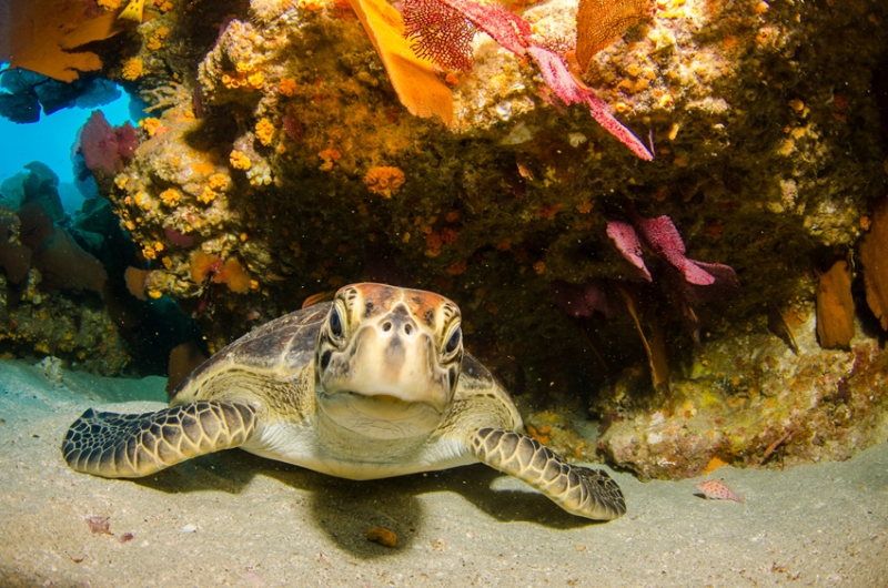 ALANYA DIVING - Water Sports