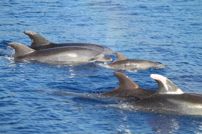 MANAVGAT / DOLPHIN ISLAND TOUR - Boat Tours