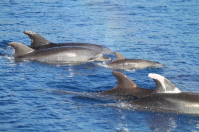 Boat Tours - MANAVGAT / DOLPHIN ISLAND TOUR